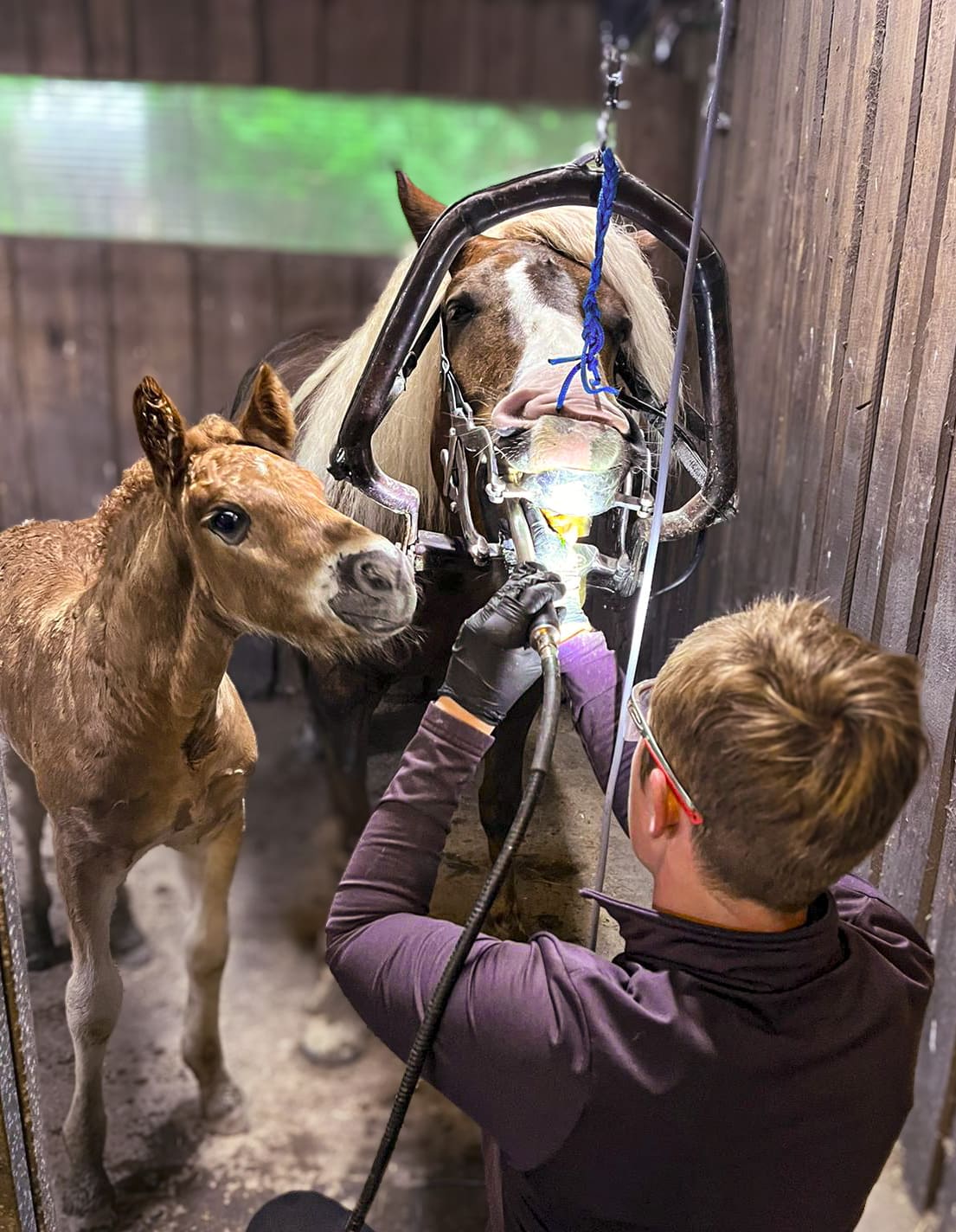 Mobile Pferdezahntierärztin untersucht ein ruhig stehendes Pferd im Stall.